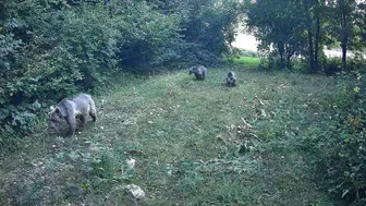 Bolu ormanlarındaki yaban hayatı fotokapanlarla belgelendi