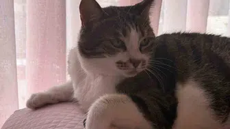 Hırçın kedi, hırsızları kısa sürede püskürttü
