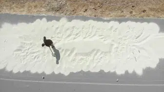 Kahramanmaraş’ta ak darı hasadına başlandı