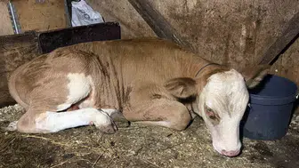 Artvin'de akıntıya kapılan buzağı, vatandaşların müdahalesiyle kurtarıldı