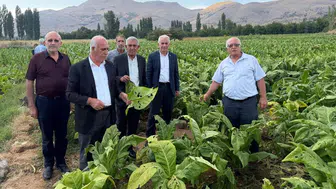 Çelikhan'da dolu yağışı tütün üreticilerini olumsuz etkiledi