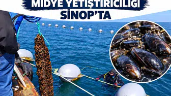Sinop’ta 2023’te 182 ton midye hasadı yapıldı