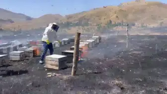 Adıyaman'da çıkan yangın, 200 arı kovanını yok etti