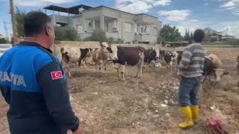 İslahiye’de kaybolan 17 büyükbaş hayvan sahibine teslim edildi