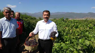 Hatay'da bağ bozumu başladı: 85 bin ton üzüm rekoltesi bekleniyor