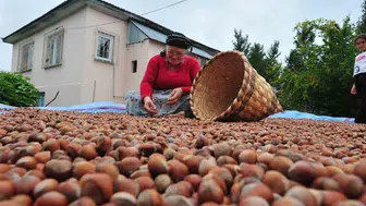 Düzce'den Avrupa Birliği'ne fındık ihracatı devam ediyor