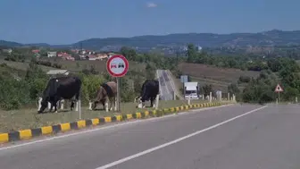 Başınıboş hayvanlar yollarda tehlike arz etmeye devam ediyor