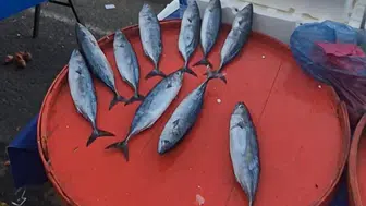 Perşembe pazarında palamut fiyatları 75 liraya kadar düştü