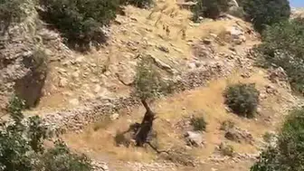 Diyarbakır dağlarındaki yaban keçileri doğanın koruyucusu olarak yaşatılıyor
