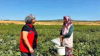 İhsaniye'de turşuluk salatalık hasadı devam ediyor