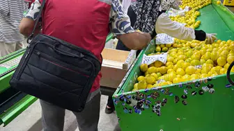 Yurt dışına gönderilen limonlarda pestisit kontrolleri devam ediyor