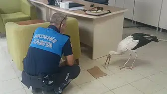 Mersin'de yaralı leylek tedavi altına alındı