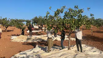 Siirt'te yeşil altın hasadı sezonu başladı: Fıstık üreticileri zorluklara rağmen umutlu