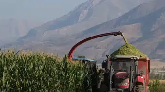 Erzincan'da silajlık mısır hasadı hız kesmeden devam ediyor