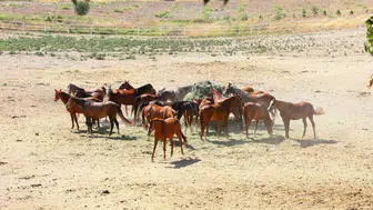 Sultansuyu'ndan 15 safkan Arap tayı açık artırmaya sunulacak