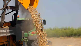Adana’da yer fıstığı hasadı başladı: Rekolte hedefi 135 bin ton