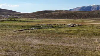 Tunceli'de çoban sıkıntısı devam ediyor: Ücretler artıyor ama çoban bulmak zorlaşıyor
