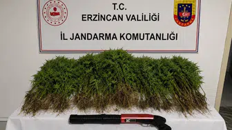 Erzincan Tercan’da uyuşturucu operasyonu: 174 kök kenevir ve ruhsatsız av tüfeği ele geçirildi