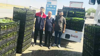 Cizre’de tarımsal üretimi artıran hibe destekli fide dağıtımı yapıldı