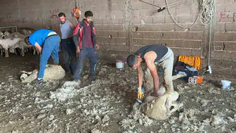 Yıldırım Oran, yapağının ekonomiye kazandırılması için tesis kurulmasını istiyor