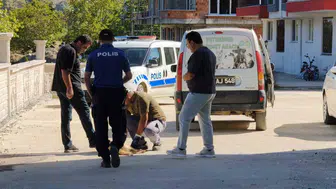 Sinop'ta sokak köpeği korkunç bir saldırıya uğradı