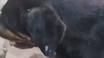 Polis ekipleri, silahla vurulan sokak köpeğine sahip çıktı: Tedavi süreci başladı