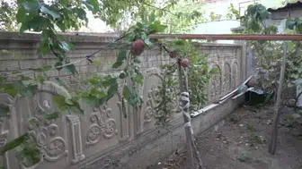 200 yıllık içi kırmızı elma Sorgun’da hayat buldu, kan şekerini dengeliyor