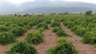 Gaziantep’te hatun parmağı ve Antep karası üzümü hasadı başladı