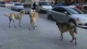 Eylül ayında sahipsiz hayvanlara yönelik denetim süreci başlıyor