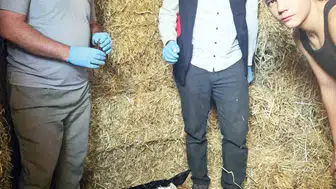 Muğla'da yeni doğan buzağılar için önemli bir proje başlatıldı