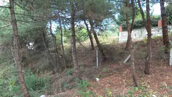 Çalı Mahallesi'nde ayıların görünmesi tedirginlik yarattı