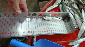 Hayrabolu'da balık satışları denetleniyor