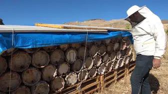 Tunceli'nin yüzyıllık arıcılık geleneği modernleşmeye karşı direniyor