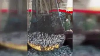 Tekirdağ'da sezonun ilk palamutları tezgahları süslemeye başladı