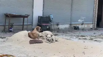 Hatay'da sokak köpeği saldırısında yaralanan çocuk hastanelik oldu