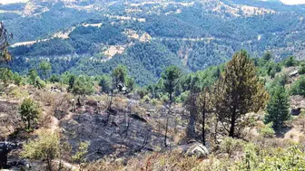 Emet’teki orman yangınına hızlı müdahale: 2 hektar zarar gördü