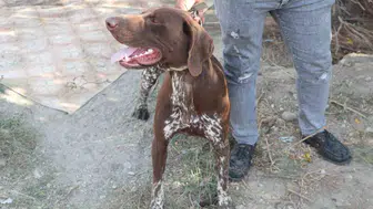 Adana'da köpeğe sopayla şiddet anı güvenlik kamerasında görüntülendi