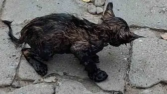 Ağrı'da ziftten kurtarılan yavru kedi: Hayat mücadelesi vatandaşları sevindirdi