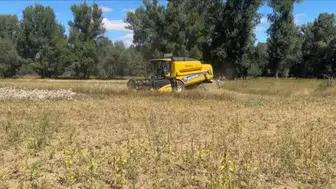 Yozgat’ta nohut hasadında sona gelindi, 57 bin ton üretim bekleniyor