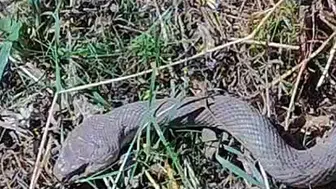 Hakkari'de tarlada kocabaş yılanı görüntülendi: Doğanın dengesi korunmalı