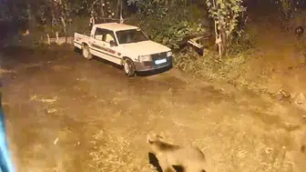 Artvin'de bir ayı evin kapısına kadar geldi: Güvenlik kamerası bu anı kaydetti
