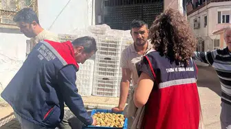 Aydın incirinin güvenilirliği için titiz denetimler sürüyor