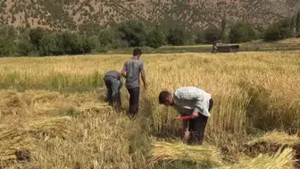Bitlis'te geleneksel çeltik hasadı geleneği sürüyor