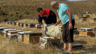 Aydıntepe'de 2026 yılı arılı kovan destekleme süreci başladı