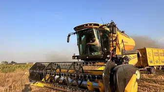 Yerli buğday çeşidi parlayarak soğuk havalara karşı koyuyor
