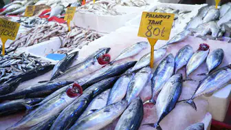 Karadeniz'de palamut fiyatları düşüyor: İki palamut bir fiyatla