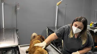 Ordu’da ağzına çengel takılan köpek tedavi altına alındı