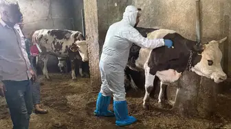 Adıyaman'da şap hastalığına karşı büyükbaş hayvan aşılaması başlatıldı