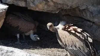 Kızıl akbabalar Artvin'deki kayalıklarda görüntülendi