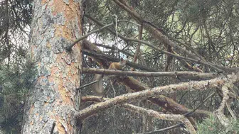 Kars'ın zirvesinde doğa harikası: Kızıl sincap şaşırttı